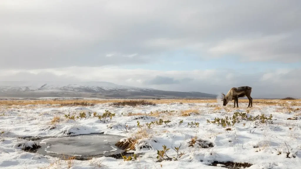 Does It Snow in Alaska? Snowfall, Timing & Regions 2 When Does It Start Snowing in Alaska